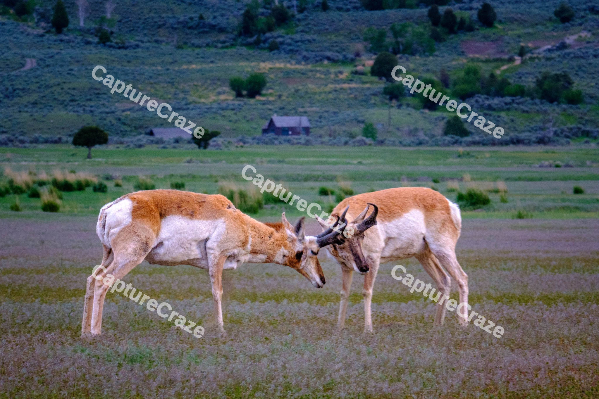 Antelopes
